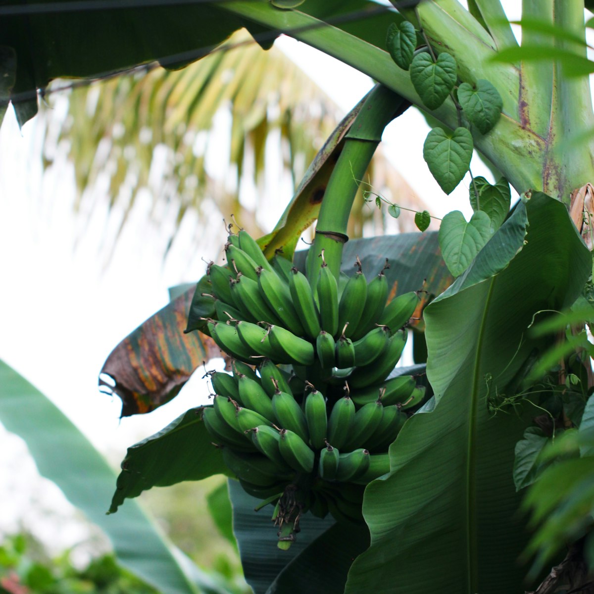 Plantain bunch