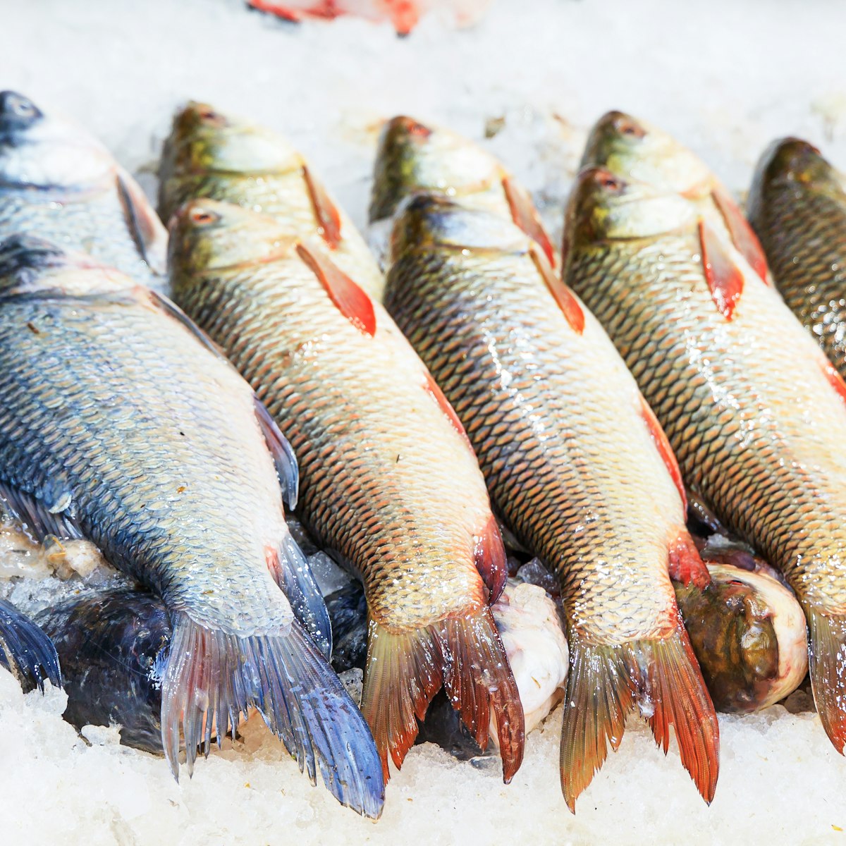 Fresh fish, per kg