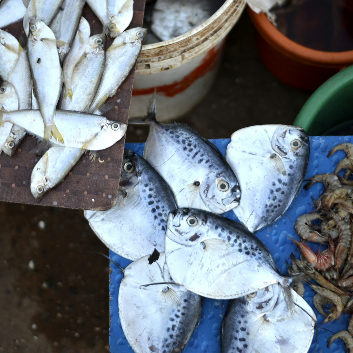 Fresh fish, per kg