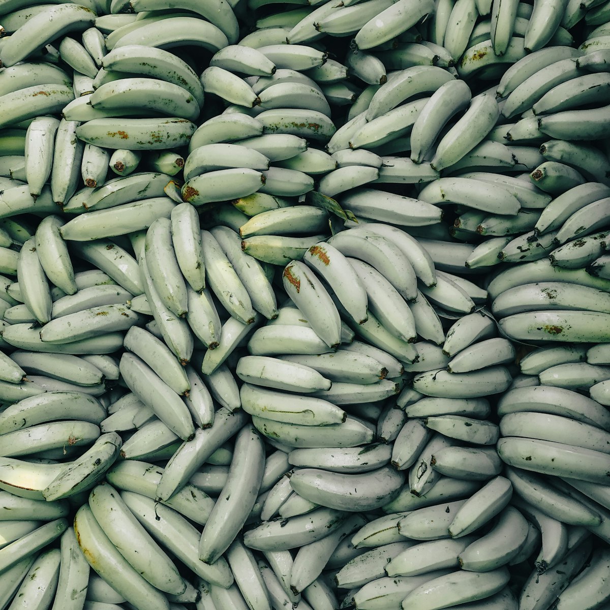 Plantain bunch